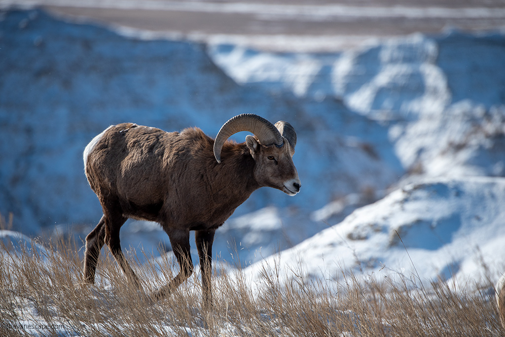 Badlands National Park in Winter: bighorn sheep in snow scenery.