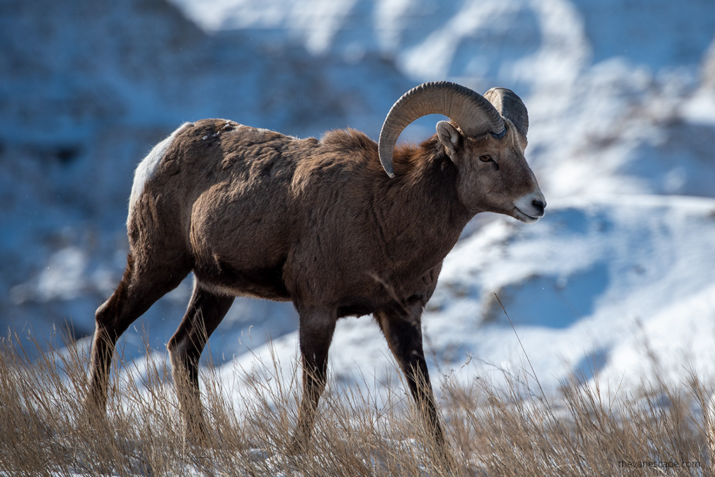 bighorn sheep in Badlands National Park in Winter.