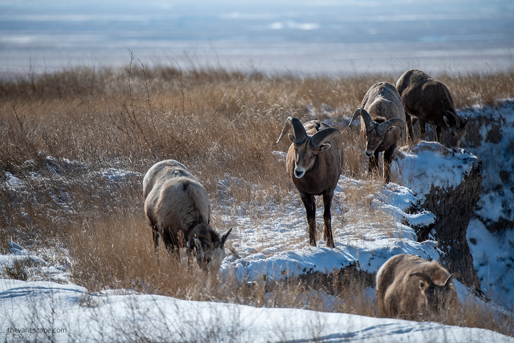 wildlife in Badlands.