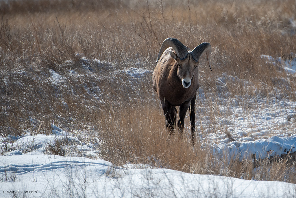 bighorn sheep in snow.