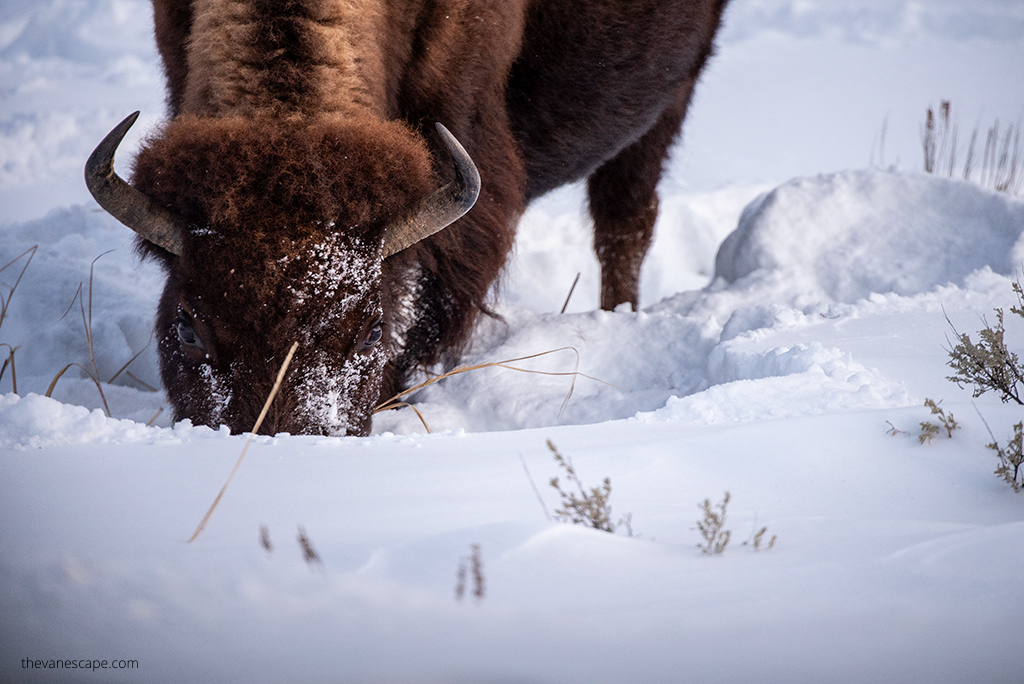 Badlands National Park in Winter: bison in snow.