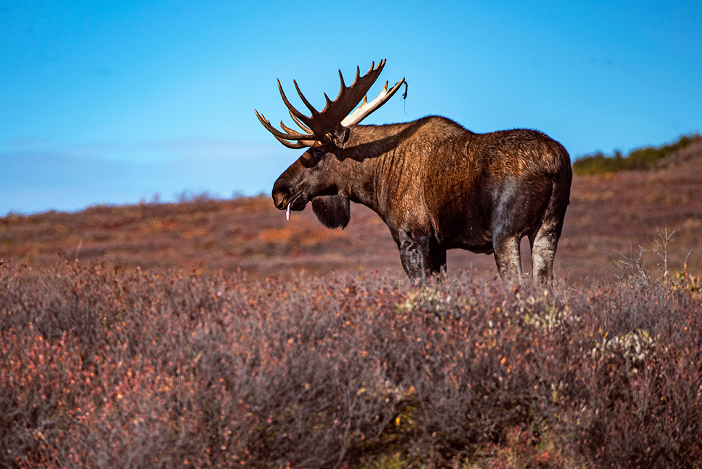 alaska packing list for summer - huge moose during hiking in Denali.