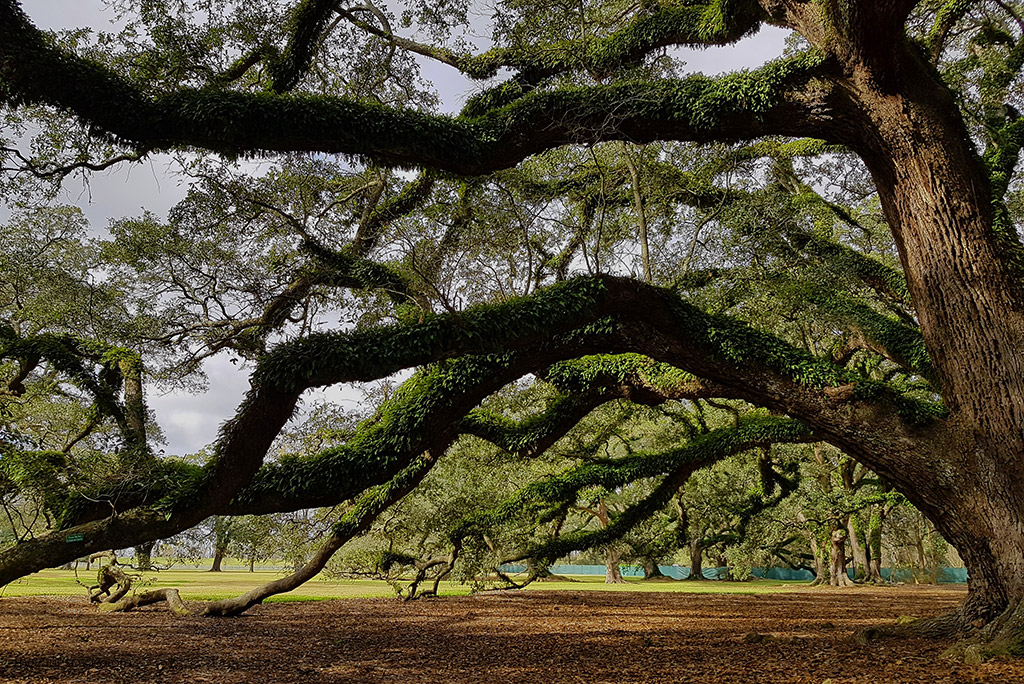 Large spreading oak branches at the Oak Plantation.
