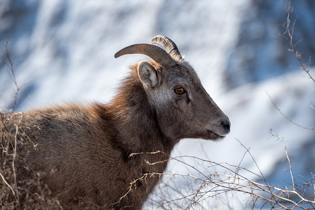 Badlands National Park in Winter