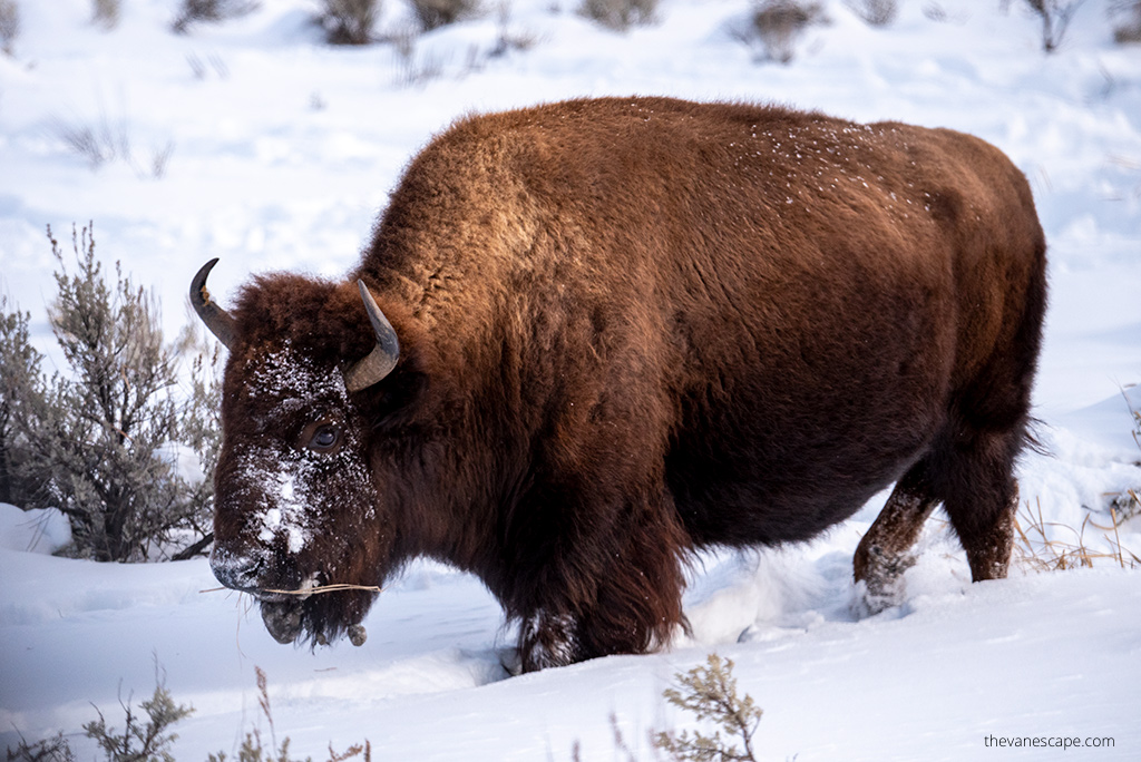 bison in snow scenery in Custer State Park