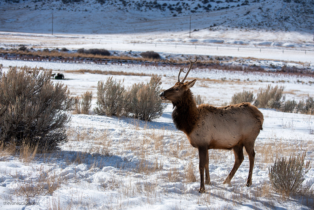 wildlife in Yellowstone National Park in winter scenery.