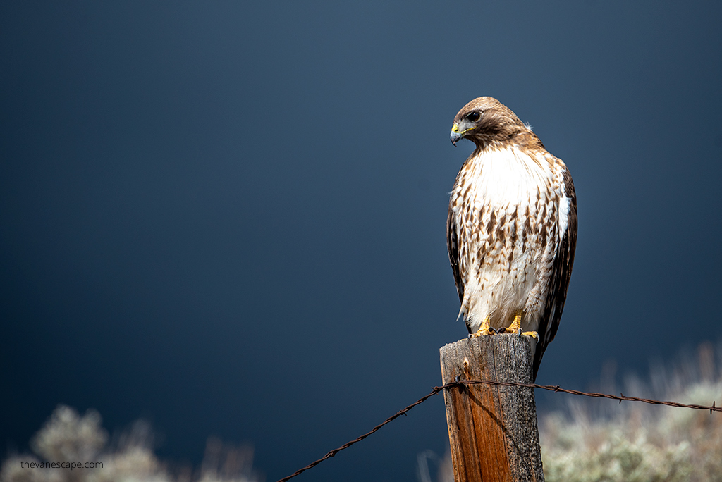 colorado itinerary: a hawk sits on a pole against the background of a dark blue sky.