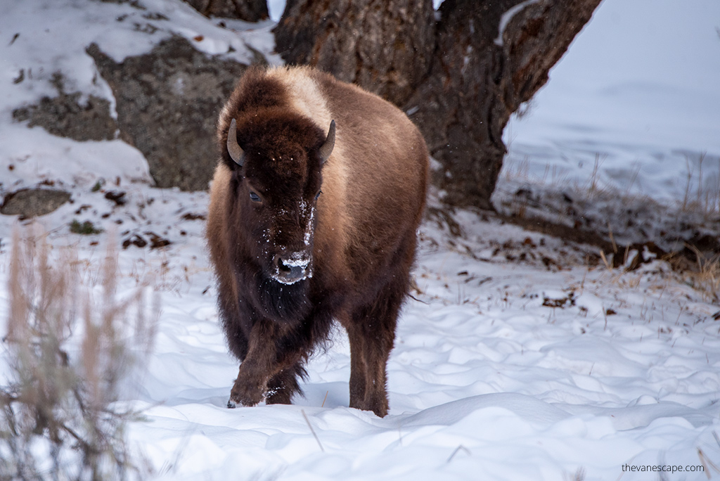 bison in winter.