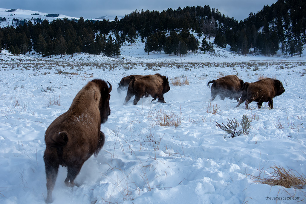 bison in snow