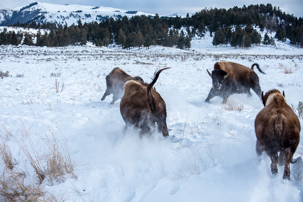 several bison in snow.