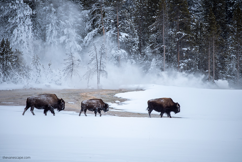 three bison next to geyser in Yellowstone in Winter.
