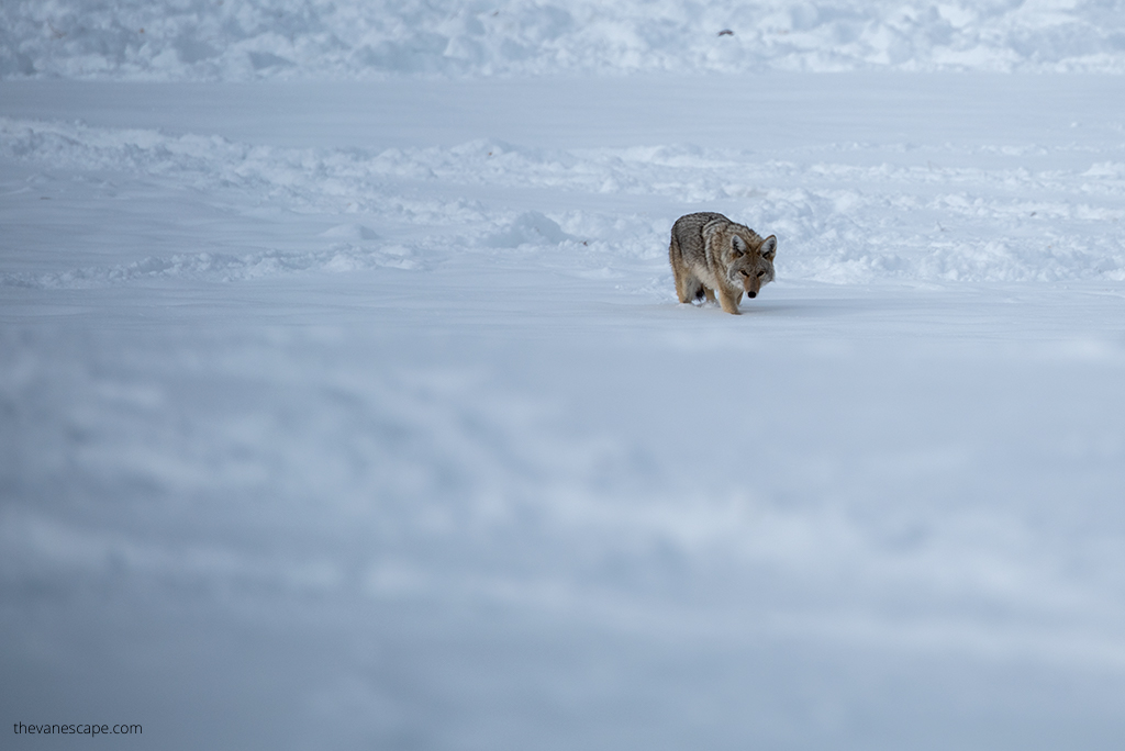 wildlife: coyote in snow.