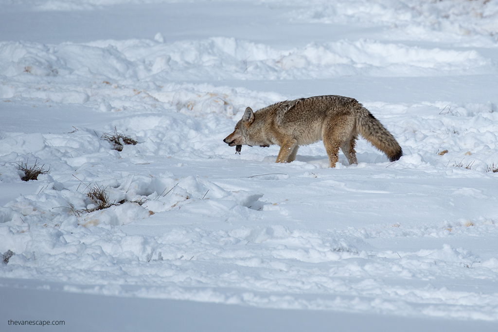 wildlife watching winter tour in Yellowstone.