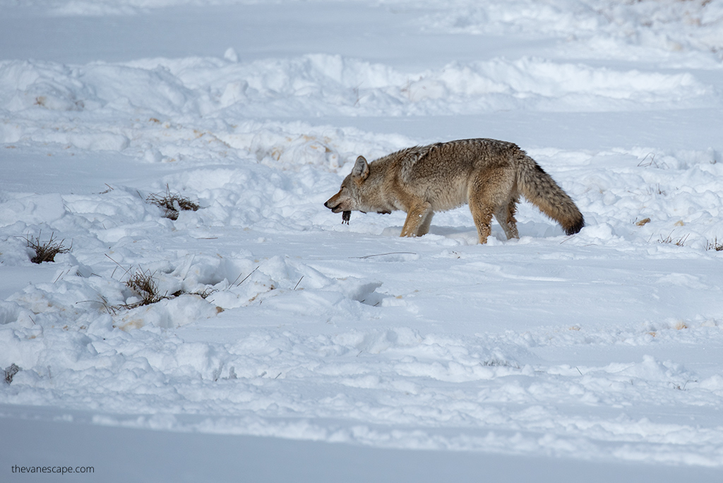 coyote during wildlife watching winter tour in Yellowstone.