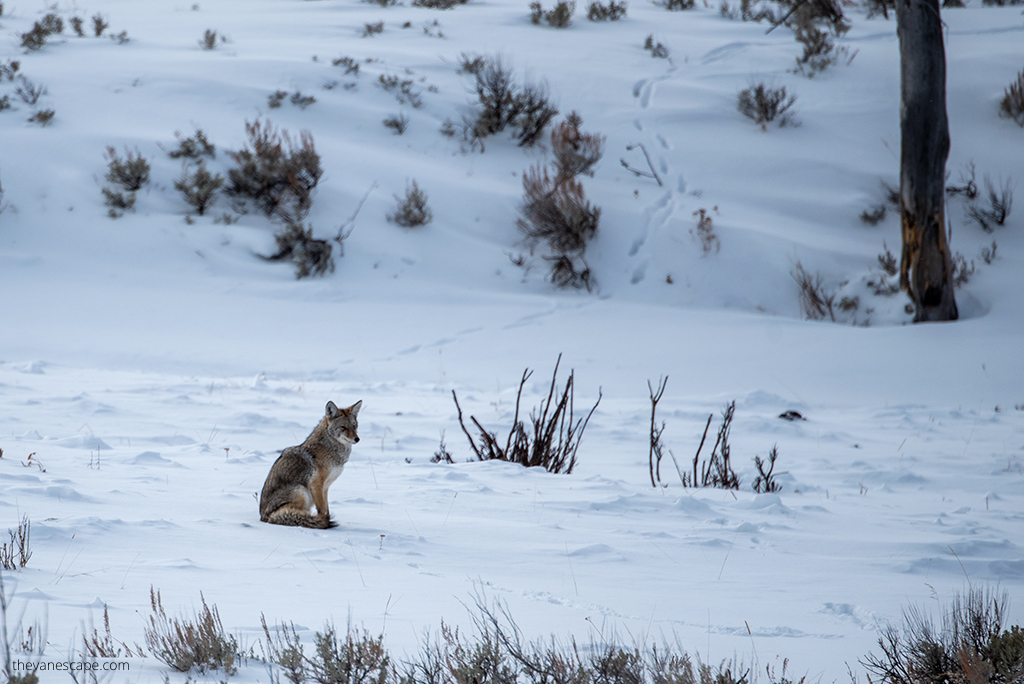 Yellowstone in Winter