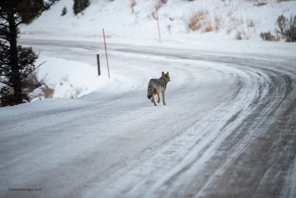 wolf on the road in Yellowstone in Winter.