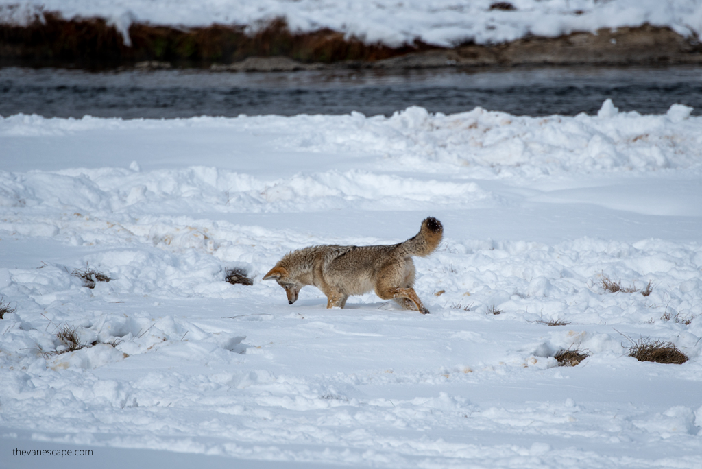 coyote during wildlife watching winter tour in Yellowstone.