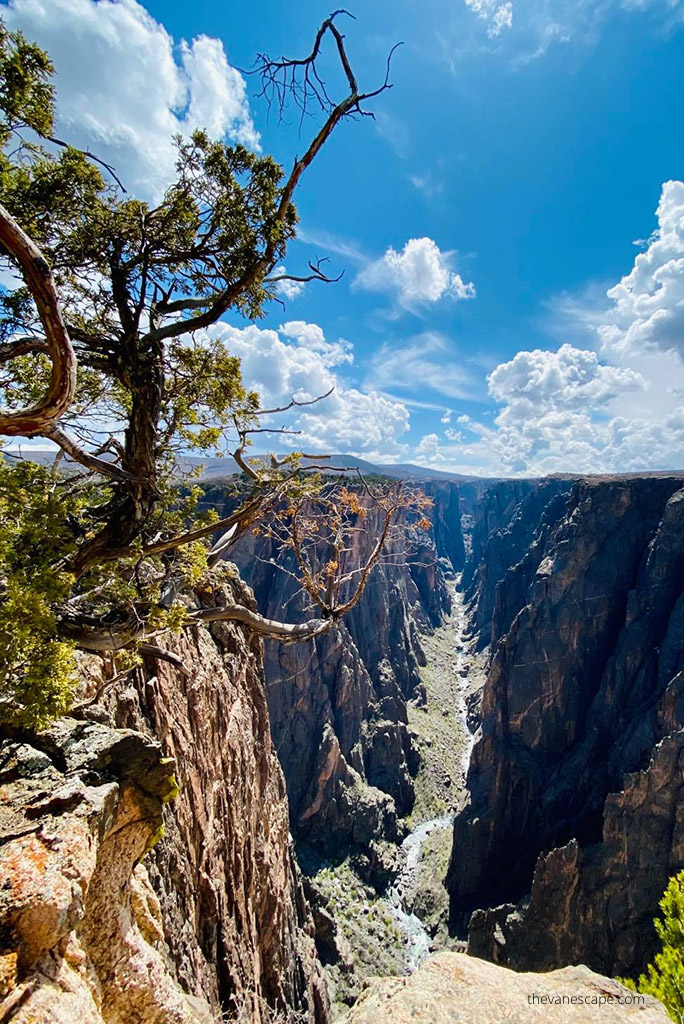 the view from hiking trail to Exclamation Point in the BlackCanyon of the Gunnison National Park: the tree, river, and abyss.