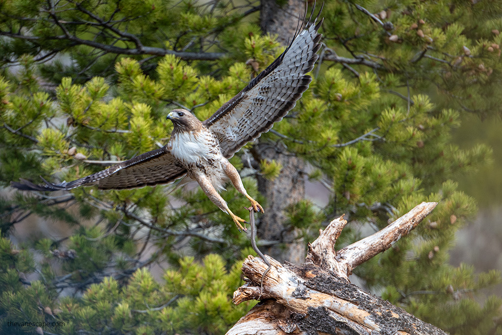 colorado road trip: The hawk takes flight from the tree, its wings spread.