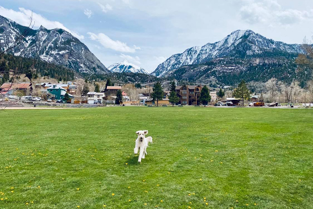 city park in Ouray with mountain view and white dog playing on the grass.