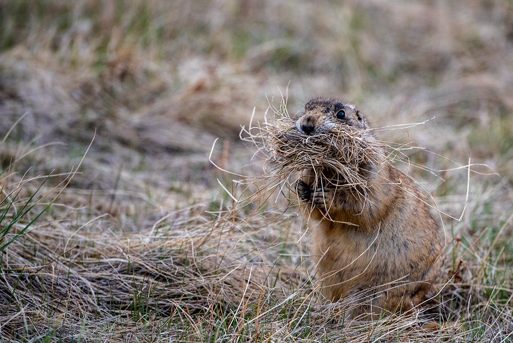 prairie dog in colorado is in dry grass and holds a lot of dry grass in his mouth and cheeks.