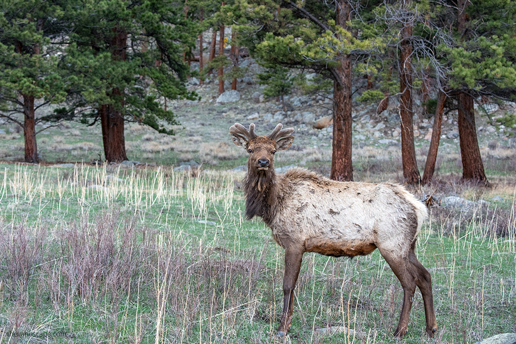 wildlife in colorado: young deer in the rocky mountains.