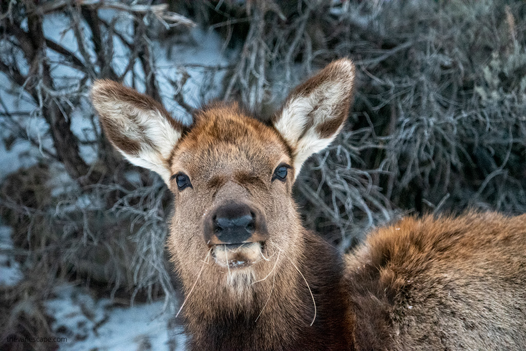 Yellowstone in Winter