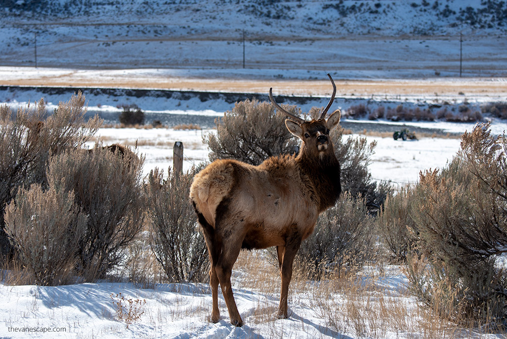 wildlife in winter in yellowstone