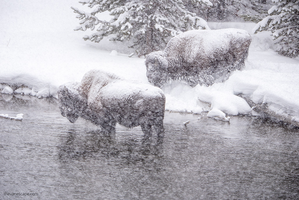 two bison in the river during heavy snowfall.
