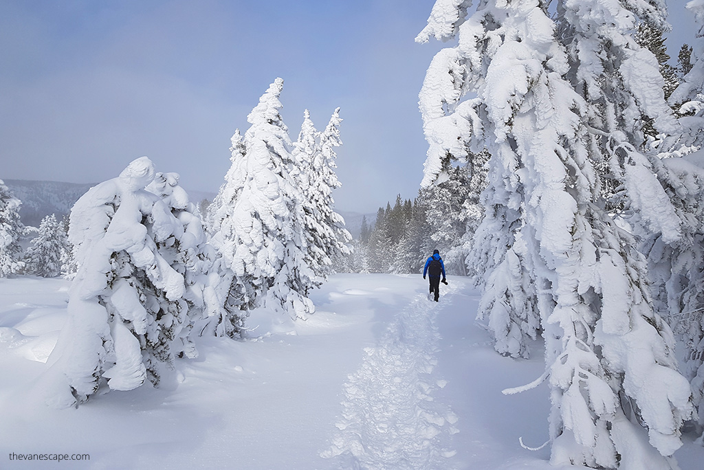 Chris Labanowski, co-founder of the Van Escape blog, is hiking in Yellowstone winter scenery along trees covered by snow.