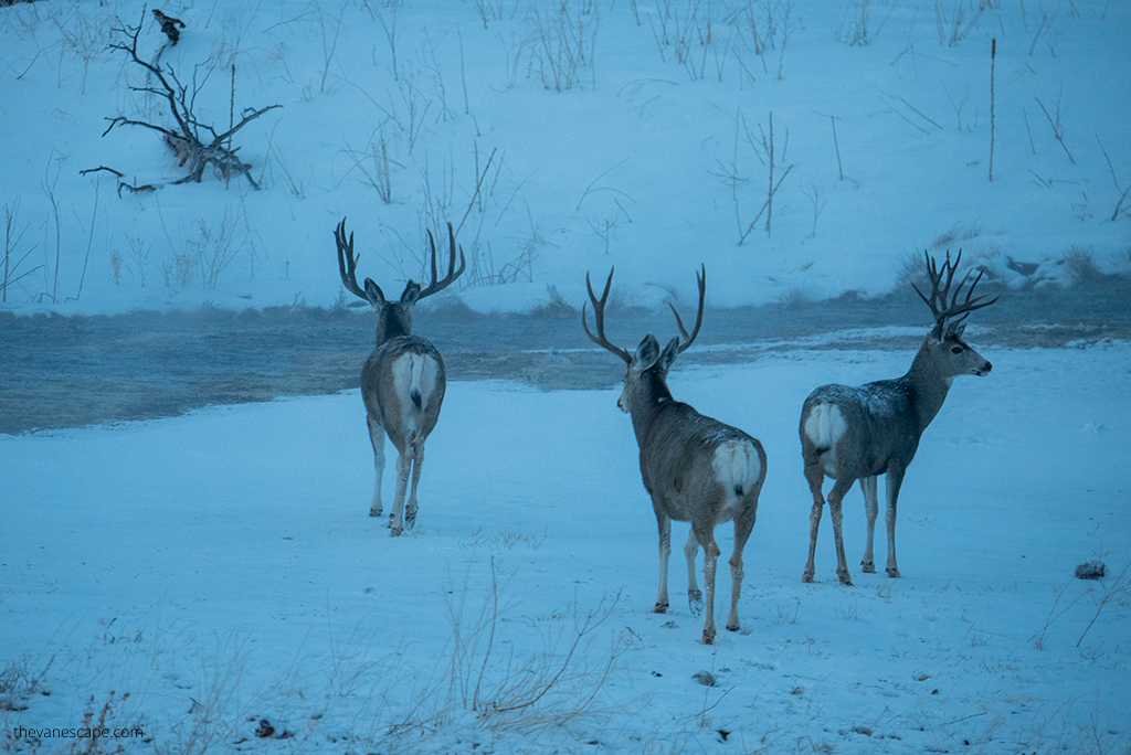 wildlife watching winter tour in Yellowstone.