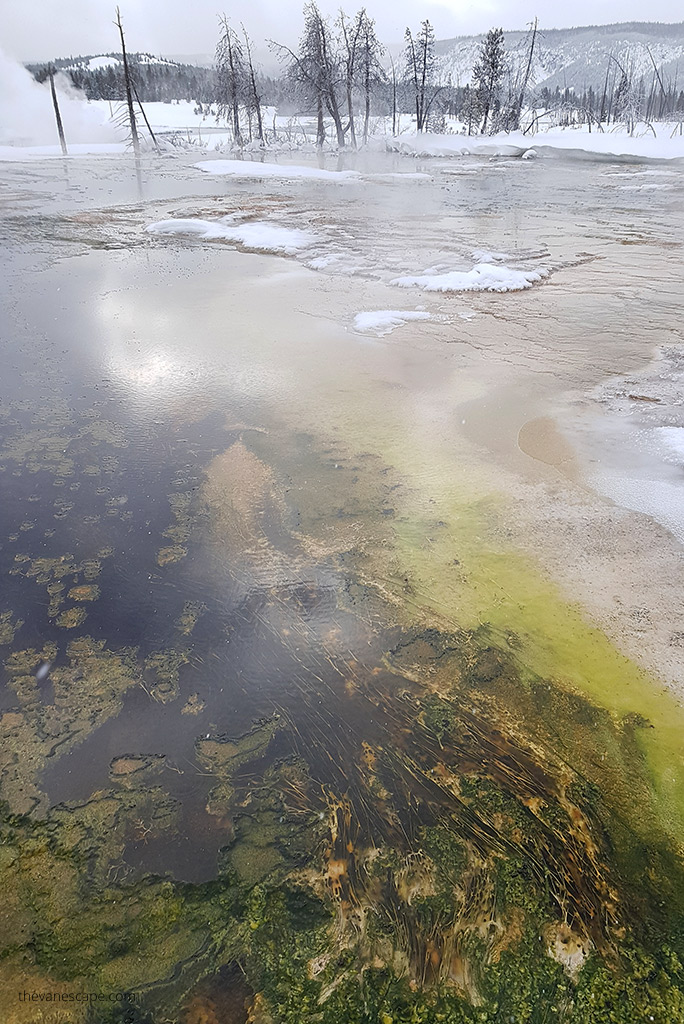 steaming geysers in Yellowstone.