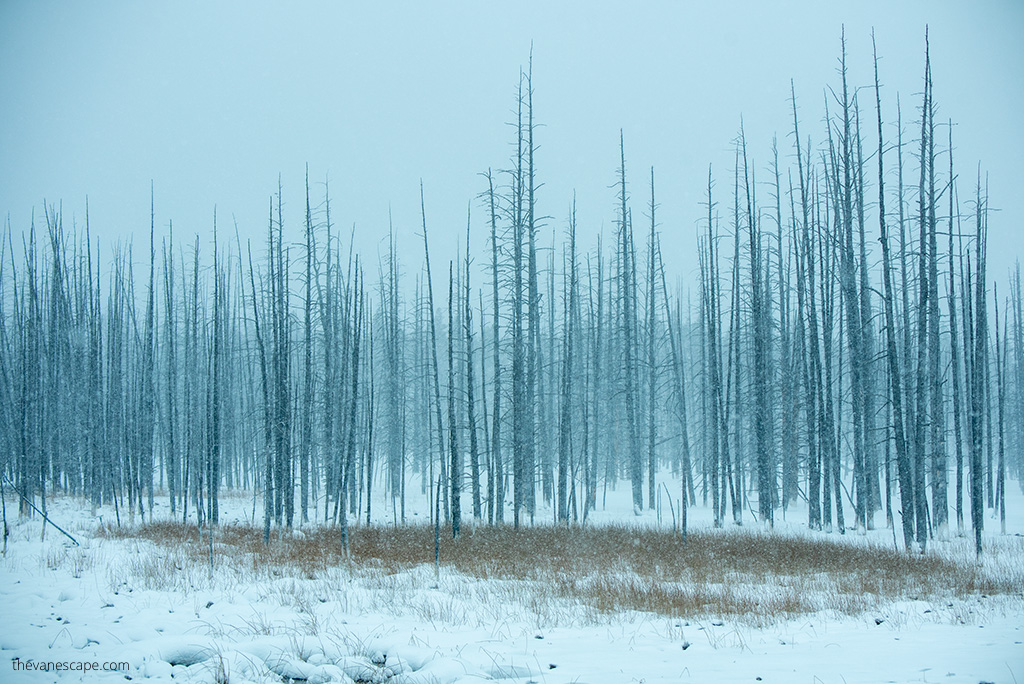 Yellowstone in winter