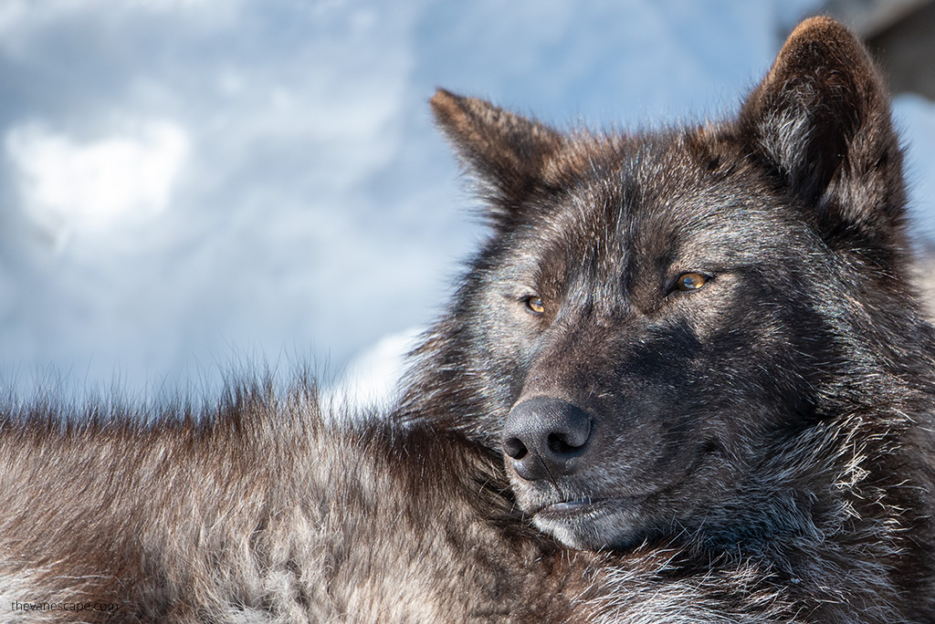 wolf in Grizzly and Wolf Discovery Center.