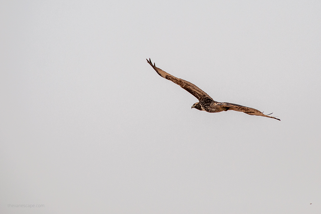 birdwatching: hawk