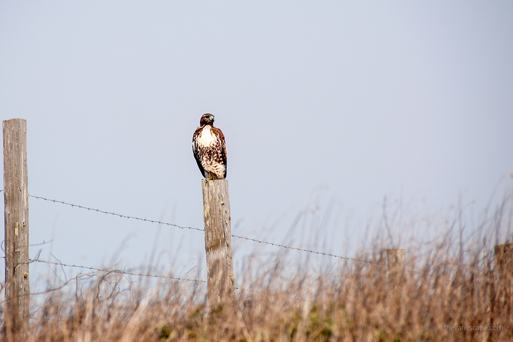 birdwatching: hawk