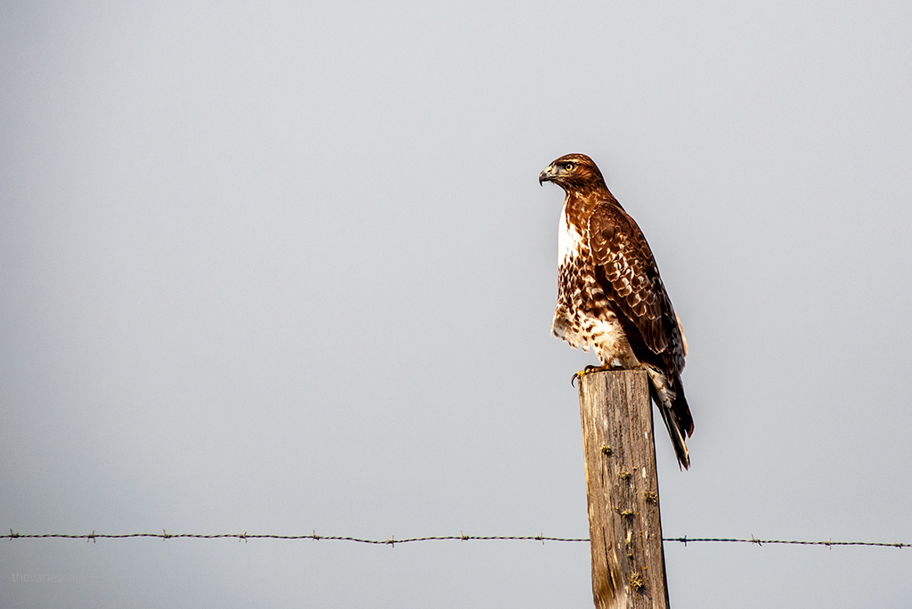 birdwatching: hawk