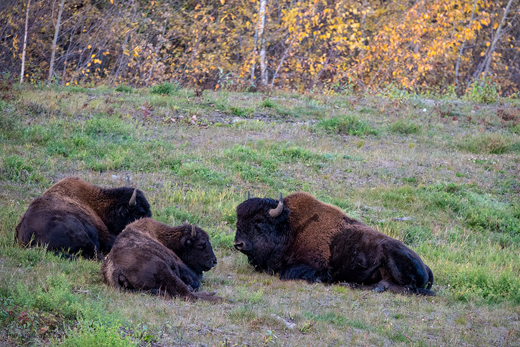 bison next to the road 