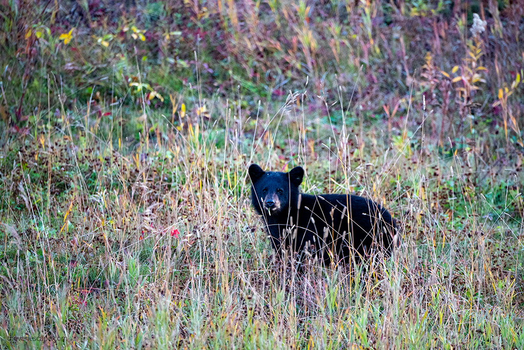 black bear in liard river hot springs