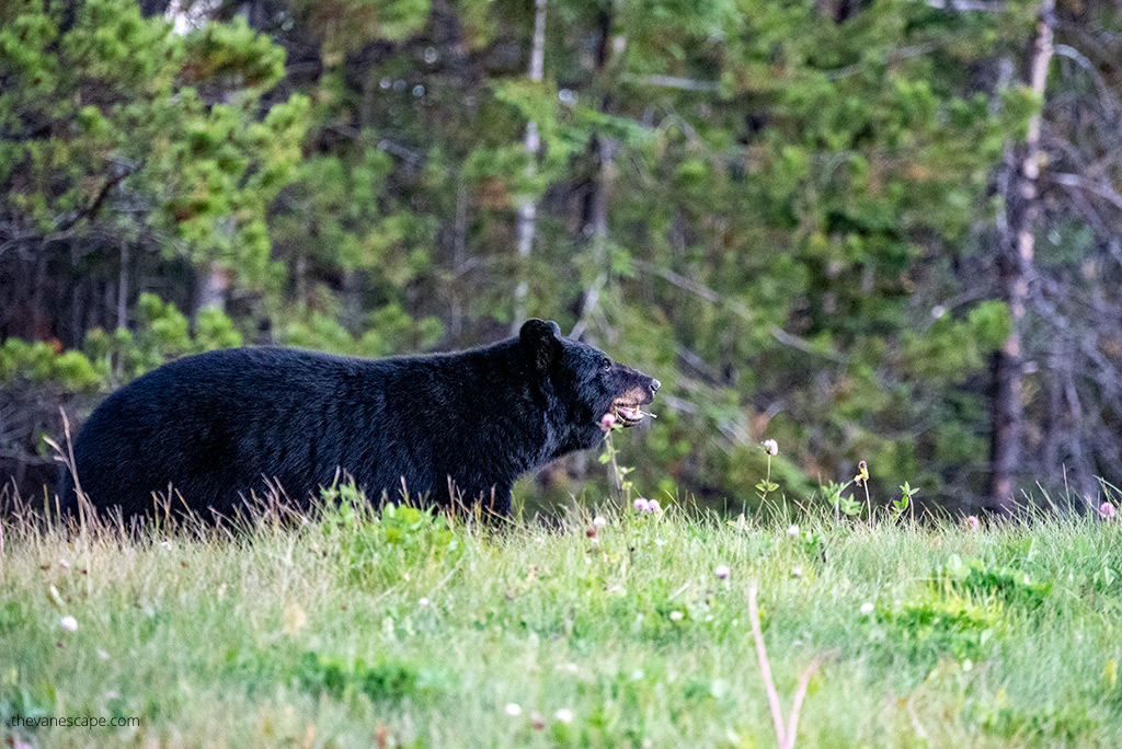 black bear