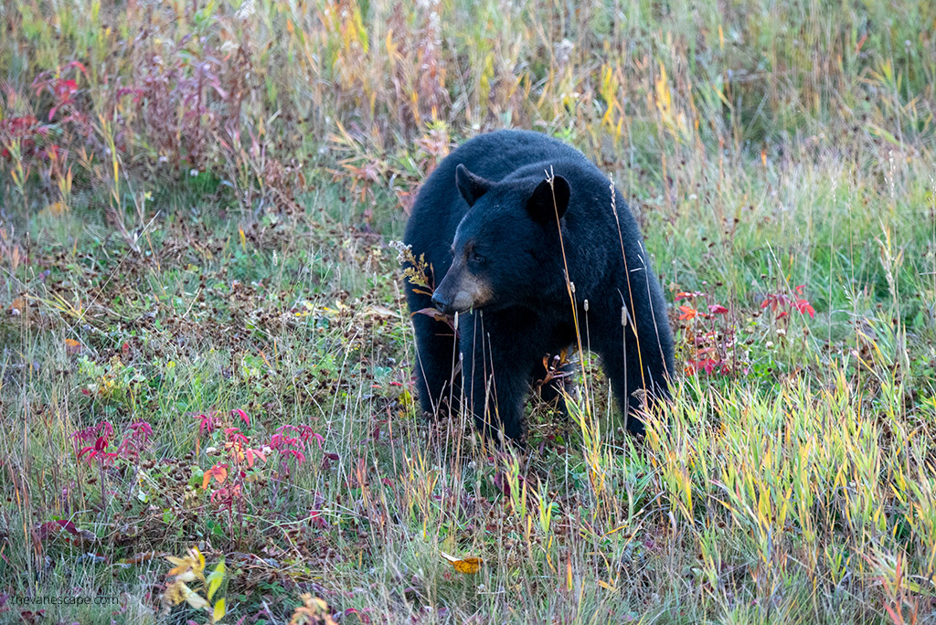 black bear