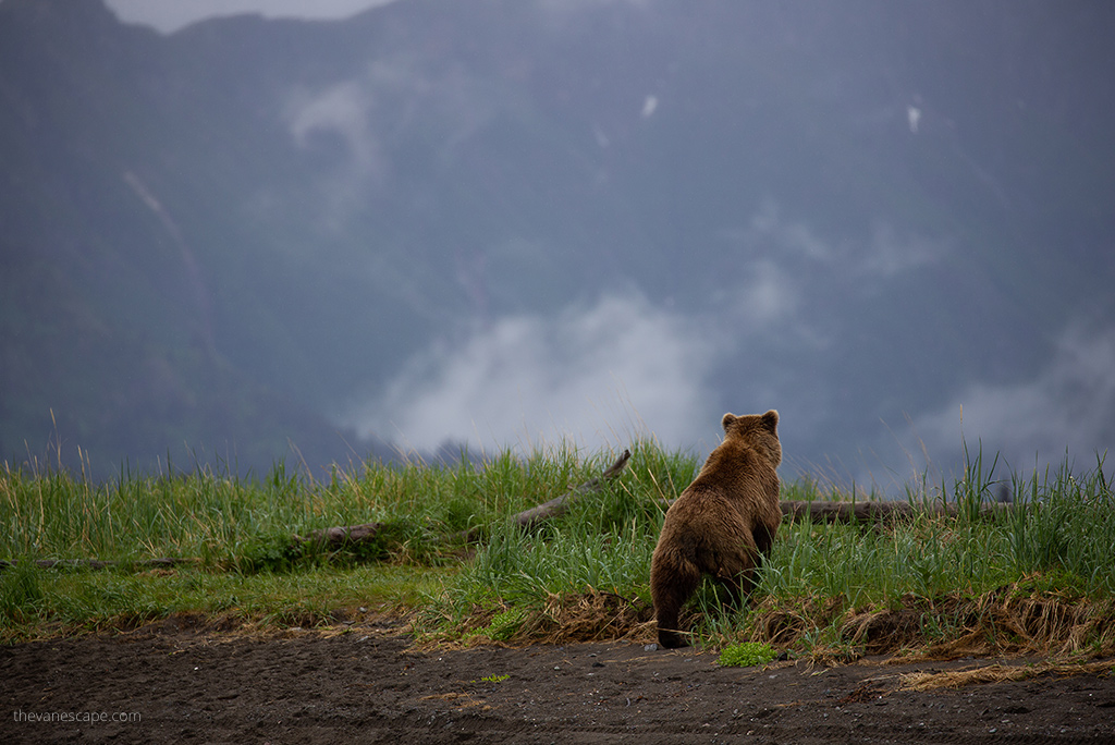brown bear Alaska