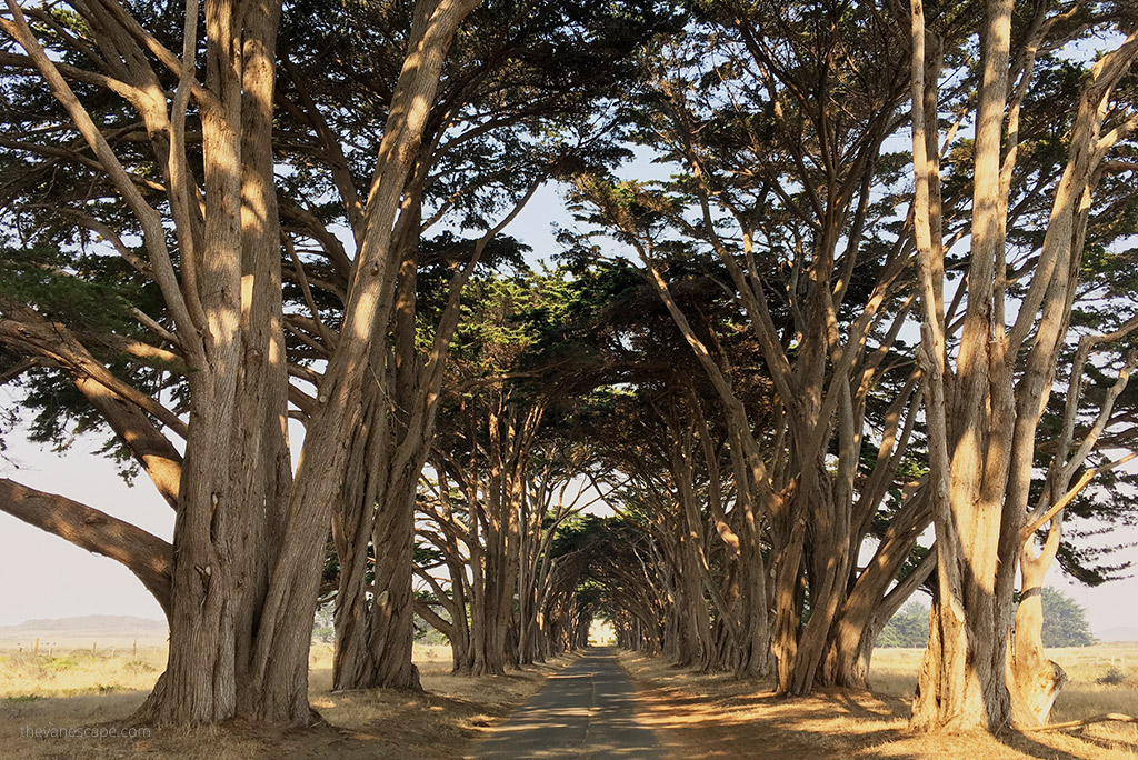 Cypress Tree Tunnel 