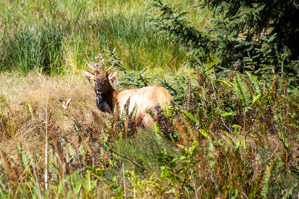 elk