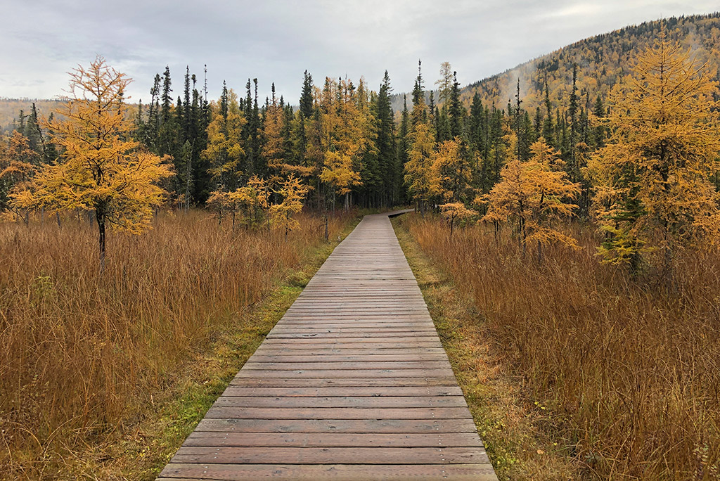 Liard River Hot Springs campground and hiking wooden path to the pool.