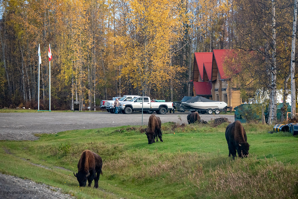 bison next to Liard Hot Springs Lodge