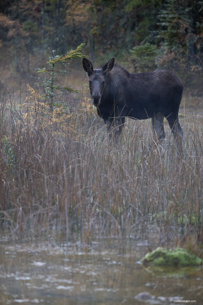 moose on the way to the pool.