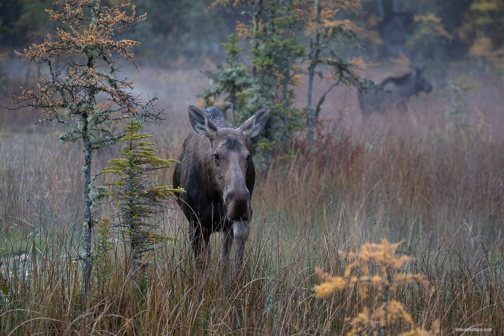 moose in swamp on the way to hot springs.