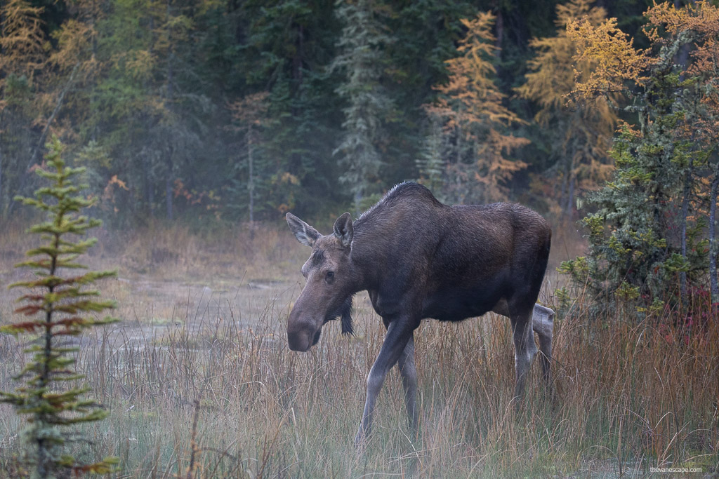 moose between trees