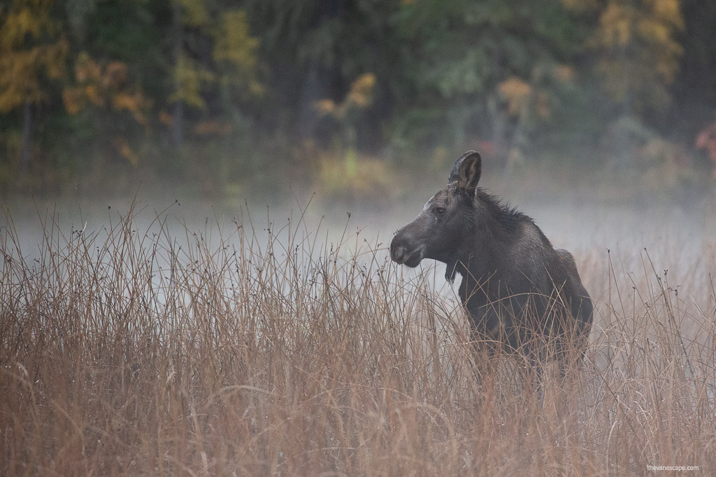 wildlife moose